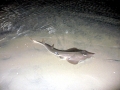 Shovelnose Guitar Ray