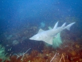 Shovelnose Guitar Ray