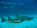 Shovelnose Guitar Ray