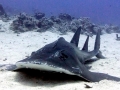 Shovelnose Guitar Ray