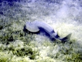 Shovelnose Guitar Ray