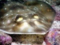 Shovelnose Guitar Ray