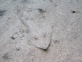 Shovelnose Guitar Ray