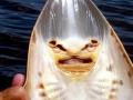 Shovelnose Guitar Ray