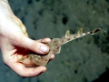 Shovelnose Guitar Ray