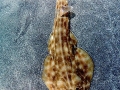 Shovelnose Guitar Ray