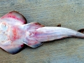 Shovelnose Guitar Ray