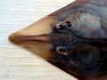 Shovelnose Guitar Ray