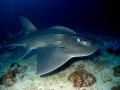 Shovelnose Guitar Ray
