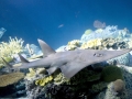 Shovelnose Guitar Ray