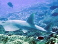 Shovelnose Guitar Ray