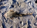Shovelnose Guitar Ray