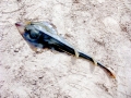 Shovelnose Guitar Ray