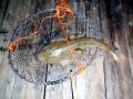 Shovelnose Guitar Ray