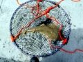 Shovelnose Guitar Ray