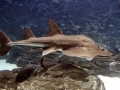Shovelnose Guitar Ray