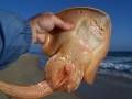 Shovelnose Guitar Ray