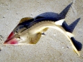 Shovelnose Guitar Ray