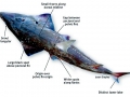Shovelnose Guitar Ray