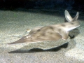 Shovelnose Guitar Ray