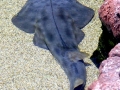 Shovelnose Guitar Ray