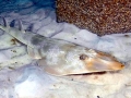 Shovelnose Guitar Ray