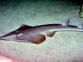 Shovelnose Guitar Ray