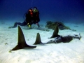 Shovelnose Guitar Ray