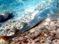 Shovelnose Guitar Ray