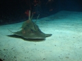 Shovelnose Guitar Ray