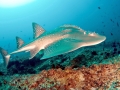 Shovelnose Guitar Ray
