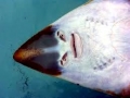 Shovelnose Guitar Ray