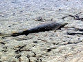 Shovelnose Guitar Ray