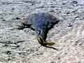 Shovelnose Guitar Ray