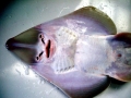 Shovelnose Guitar Ray