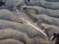Shovelnose Guitar Ray
