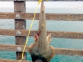 Shovelnose Guitar Ray