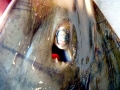 Shovelnose Guitar Ray