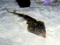 Shovelnose Guitar Ray