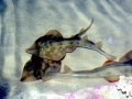 Shovelnose Guitar Ray