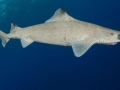 Gulper Shark