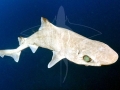 Gulper Shark