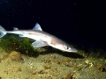 Gulper Shark