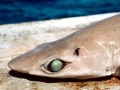 Gulper Shark