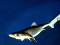 Gulper Shark