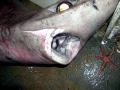 Gulper Shark