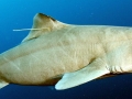 Gulper Shark