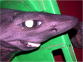Gulper Shark