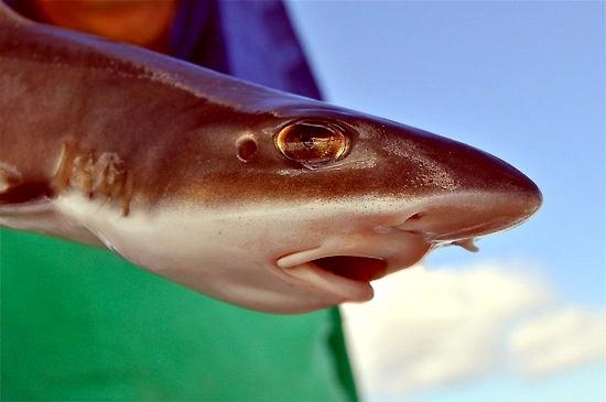 gummy shark mouth