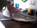 Gummy Shark